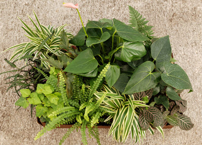 Foliage Assortment